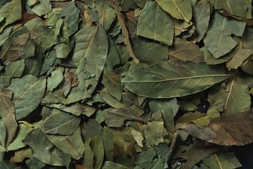 Full frame of bay leaf