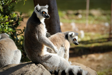 Naklejka na ściany i meble Ring-tailed lemur (lemur catta), South Africa