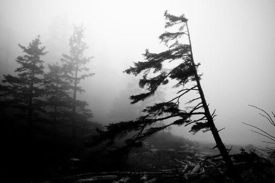 Black and White Silhouette of Trees in Fog