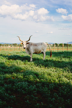 Maremmana cow with huge horns in sunny meadow