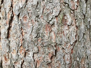 Tree bark close up