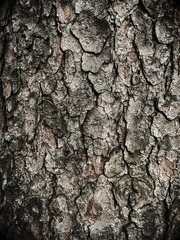 Tree bark mysterious style