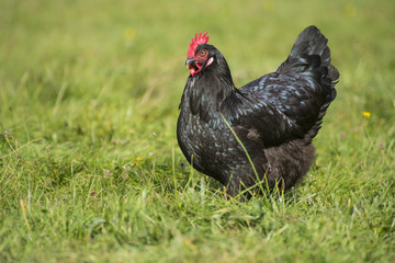 schwarzes Huhn ganz allein