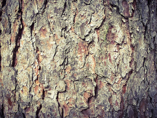 Tree bark mysterious style