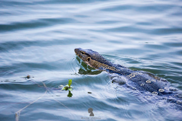 Asia Monitor, Varanus niloticus on the water