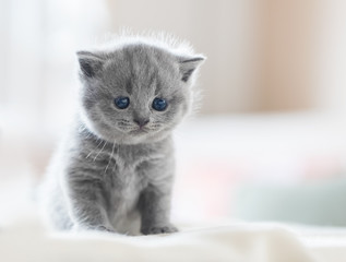 Cute kitten on bed. British Shorthair © Photocreo Bednarek