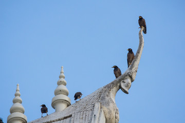 myna bird stand on roof of temple