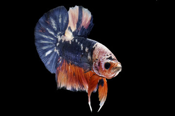 The Betta Siamese fighting fish, Betta splendens Pla-kad Thai.(white red blue betta) isolated on black.jpg