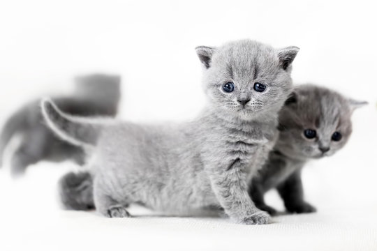Blue-eyed baby cats standing. British shorthair.
