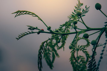 ladybug on a branch closeup