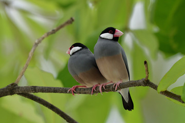 Couple of Java sparrow (Lonchura oryzivora) fine grey bird with pink bills perching together on branch over green leafs, lovely nature