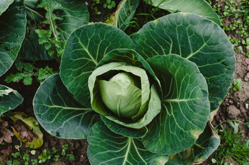 Pointed white cabbage close view