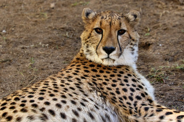 Young cheetah, South Africa
