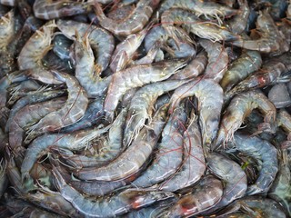 Fresh shrimps in the seafood market. Shrimps texture background.