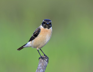 Eastern or Stejneger's Stonechat (Saxicola stejnegeri) beautiful brown bird with black head perching on tope of the branch over green blur background, fascinated creature