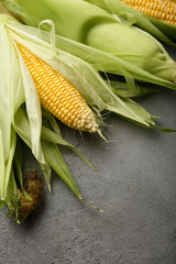 Organic sweet corn cob on loft background