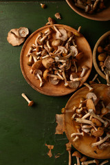 Forest Honey agaric Mushrooms