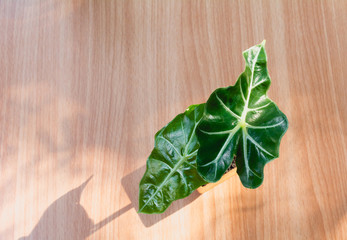 Top view green potted plant, trees in the pot on wooden table background.