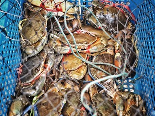 Fresh serrated mud crabs in the basket prepare for selling in market