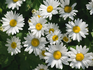Fototapeta premium Chamomile flowers on green backround