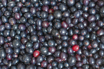 Currant black, white and red. Ecological berries for desserts, smoothie or jam. Currant organic berries. Currant in a blue bowl on a blue wooden background.