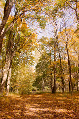 Beautiful autumn forest, blue sky, yellow leaves on trees on sunny day