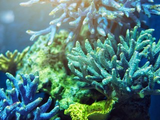 Colorful corals under the water, closeup.