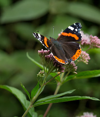 Red Admiral Butterfly - vanessa atalanta