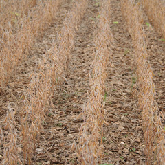 Campo di soia in autunno. Fuoco selettivo