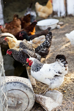 White and Black Chickens In Coop At Organic Farm