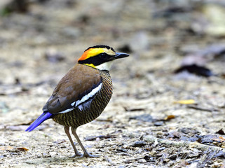 Female of Banded Pitta (Hydrornis guajana) beautiful stripe belly brown back fire head with black mask bird perching on busy dried ground