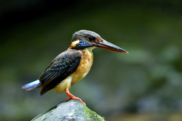 Female of Blue-banded Kingfisher (Alcedo euryzona) lovely dark blue bird perching on green rock in stream catching fish to feed its chicks, beautiful nature