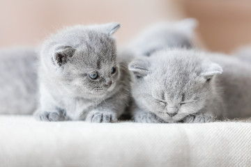 Two cute British shorthair cats.