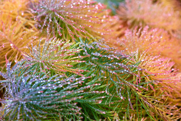 The yellow and green grass with dew drops