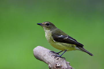 Obraz premium Female of Yellow-rumped flycatcher (Ficedula zanthopygia) fine yellow to pale green bird perching on a branch in low lighting movent over green blur background, exotic nature