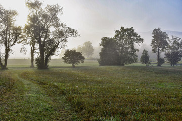 Fototapeta premium Foggy Morning Mist
