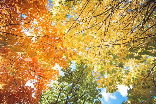 Fall Trifecta