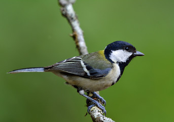 Obraz premium Great, Japanese or Oriental tit (Parus minor) Cute pale grey to yellow back with black head bird perching on branch over green blur background, beautiful nature