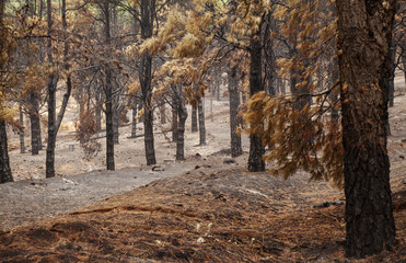 Gran Canaria after forest fire