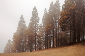 Gran Canaria after forest fire