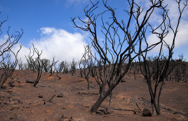 Fototapeta na wymiar Gran Canaria after forest fire