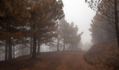 Gran Canaria after forest fire