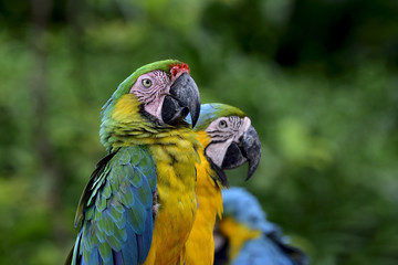 Green Buffon's perching beside Blue and Gold macaw bird with puffy feathers, happy birds