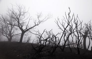 Gran Canaria after forest fire