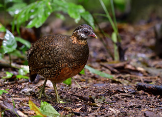 Green-legged or Scaly-breasted (Arborophila chloropus tonkinensis) partridge walking on ground in nature, exotic nature