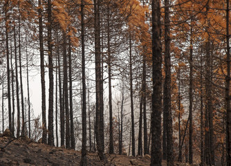 Gran Canaria after forest fire
