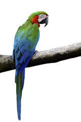 Harlequin, beautiful blue green red parrot hybrid cross of Blue-and-Gold Macaw and Green-Winged Macaw perching on log isolated on white background © prin79