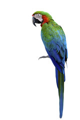 Harlequin, beautiful blue green red parrot hybrid cross of Blue-and-Gold and Green Wing Macaw birds isolated on white background © prin79