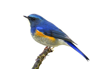 Himalayan bluetail or orange-flanked bush-robin (Tarsiger rufilatus) beautiful blue bird with orange side feathers perching on the branch isolated on white background, exotic nature
