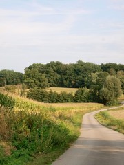 Fototapeta na wymiar Corn field/Jura,France